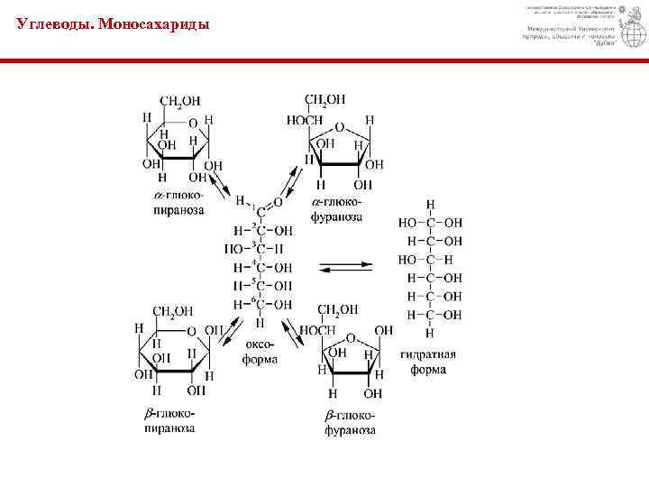 Мономерами углеводов являются 1