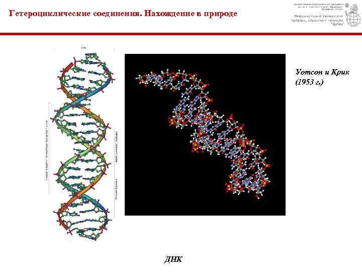 Гетероциклические соединения. Нахождение в природе Уотсон и Крик (1953 г. ) ДНК 
