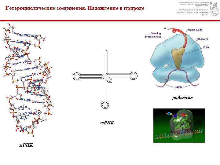 Гетероциклические соединения. Нахождение в природе рибосома т. РНК м. РНК 