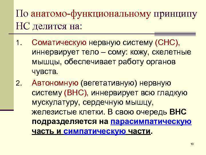 Иннервирует кожу и скелетные мышцы соматическая. Функциональный НС делится:. Иннервирует кожу и скелетные мышцы соматическая или вегетативная.