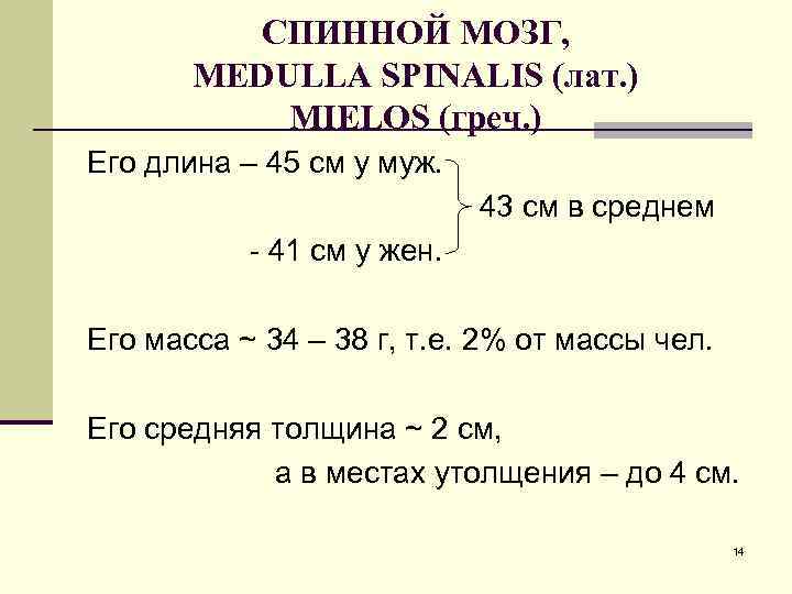 СПИННОЙ МОЗГ, MEDULLA SPINALIS (лат. ) MIELOS (греч. ) Его длина – 45 см