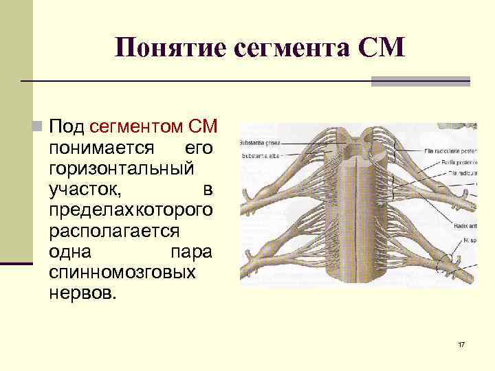 Понятие сегмента СМ n Под сегментом СМ понимается его горизонтальный участок, в пределах которого