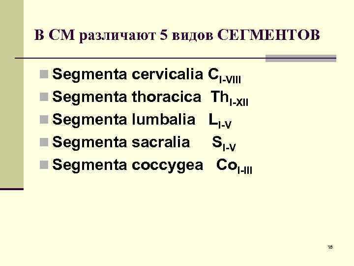 В СМ различают 5 видов СЕГМЕНТОВ n Segmenta cervicalia CI-VIII n Segmenta thoracica Th.