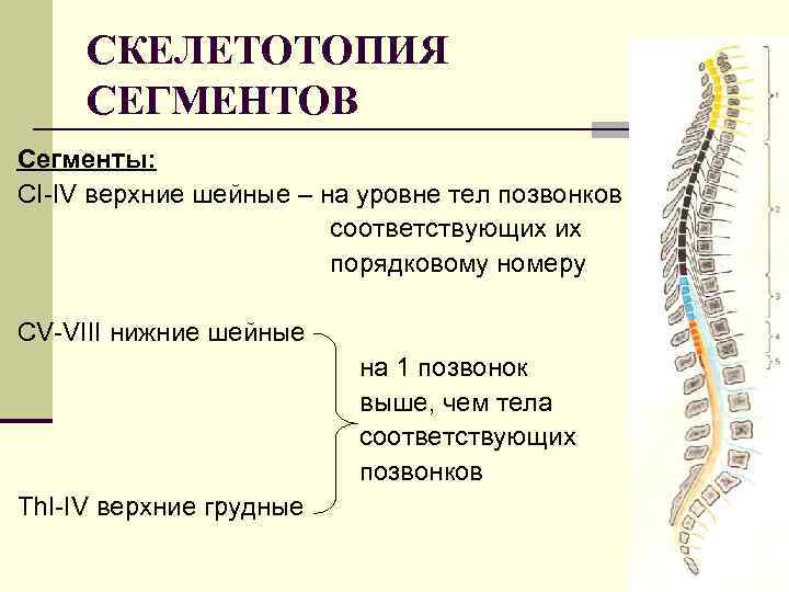 СКЕЛЕТОТОПИЯ СЕГМЕНТОВ Сегменты: CI-IV верхние шейные – на уровне тел позвонков соответствующих их порядковому