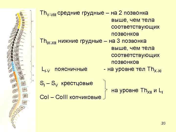 Th. V-VIII средние грудные – на 2 позвонка выше, чем тела соответствующих позвонков Th.