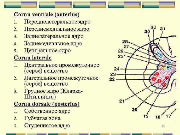 Cornu ventrale (anterius) 1. Переднелатеральное ядро 2. Переднемедиальное ядро 3. Заднелатеральное ядро 4. Заднемедиальное