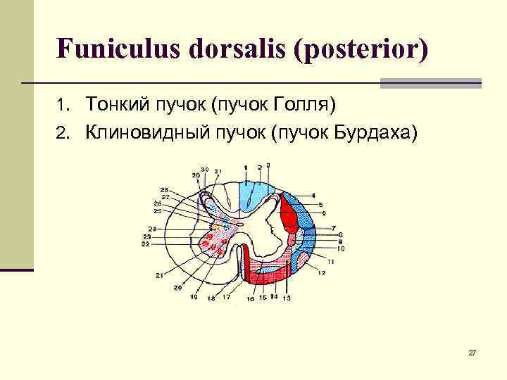 Funiculus dorsalis (posterior) 1. Тонкий пучок (пучок Голля) 2. Клиновидный пучок (пучок Бурдаха) 27