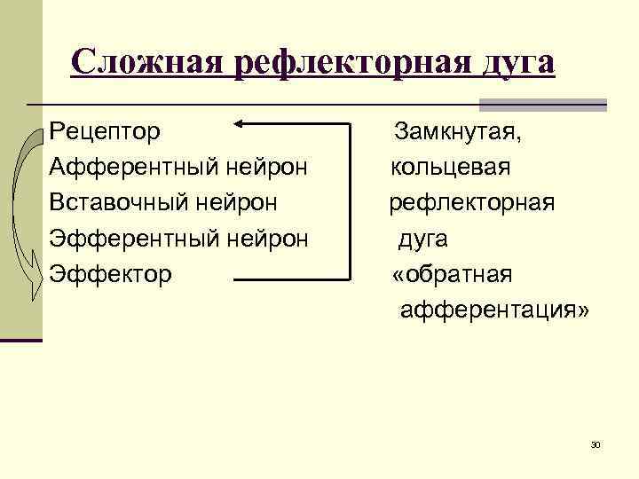 Сложная рефлекторная дуга Рецептор Афферентный нейрон Вставочный нейрон Эфферентный нейрон Эффектор Замкнутая, кольцевая рефлекторная