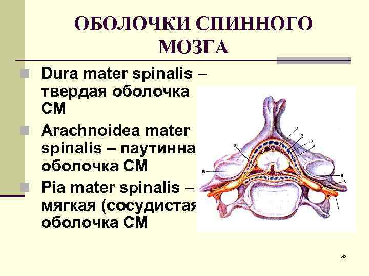 ОБОЛОЧКИ СПИННОГО МОЗГА n Dura mater spinalis – твердая оболочка СМ n Arachnoidea mater