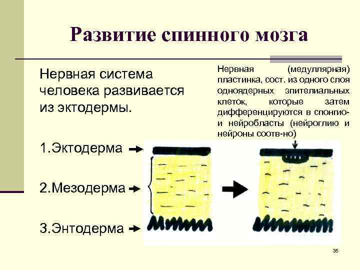 Развитие спинного мозга Нервная система человека развивается из эктодермы. Нервная (медуллярная) пластинка, сост. из