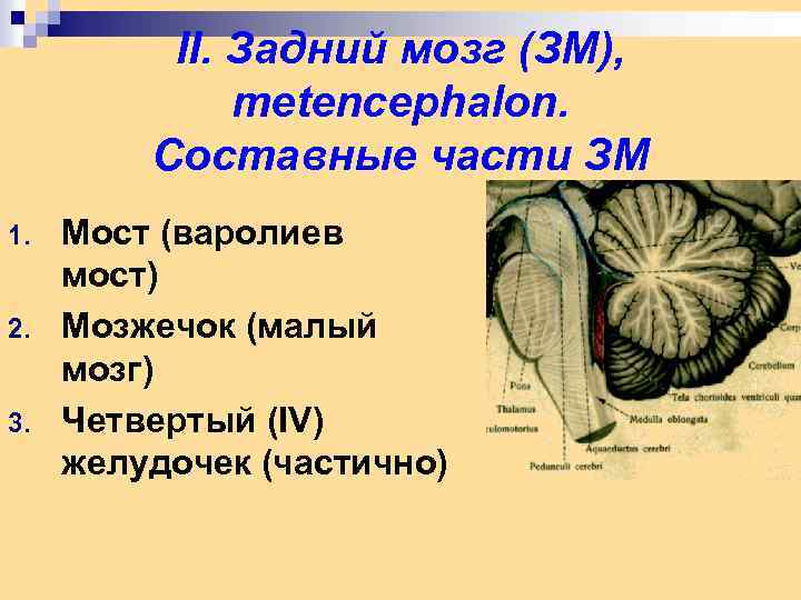 II. Задний мозг (ЗМ), metencephalon. Составные части ЗМ 1. 2. 3. Мост (варолиев мост)