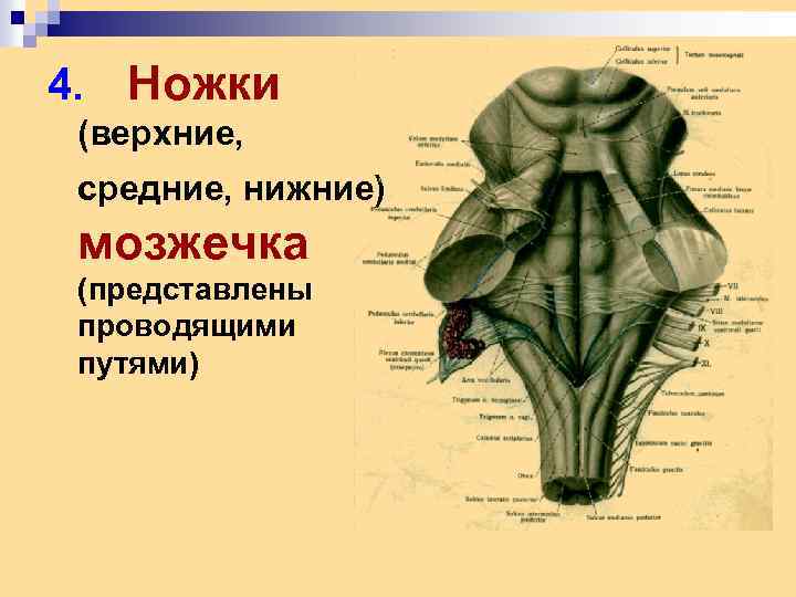 4. Ножки (верхние, средние, нижние) мозжечка (представлены проводящими путями) 