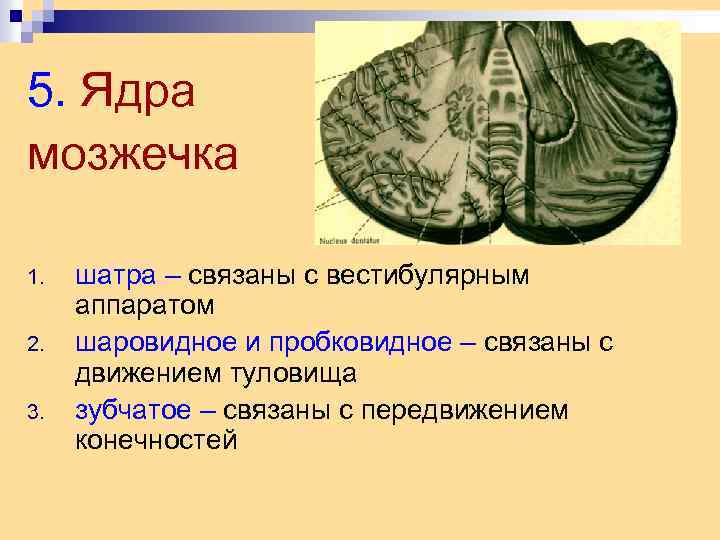 5. Ядра мозжечка 1. 2. 3. шатра – связаны с вестибулярным аппаратом шаровидное и