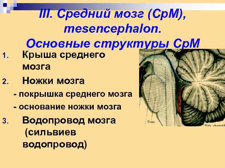 III. Средний мозг (Ср. М), mesencephalon. Основные структуры Ср. М 1. 2. Крыша среднего