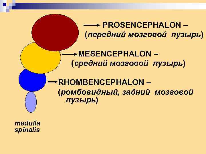 Средний мозговой пузырь. Передний мозговой пузырь, средний мозговой пузырь.. Передний средний и ромбовидный мозговой пузырь. Средний мозговой пузырь ромбовидный мозговой пузырь цвета. Ромбовидный мозговой пузырь - это какой пузырь?.