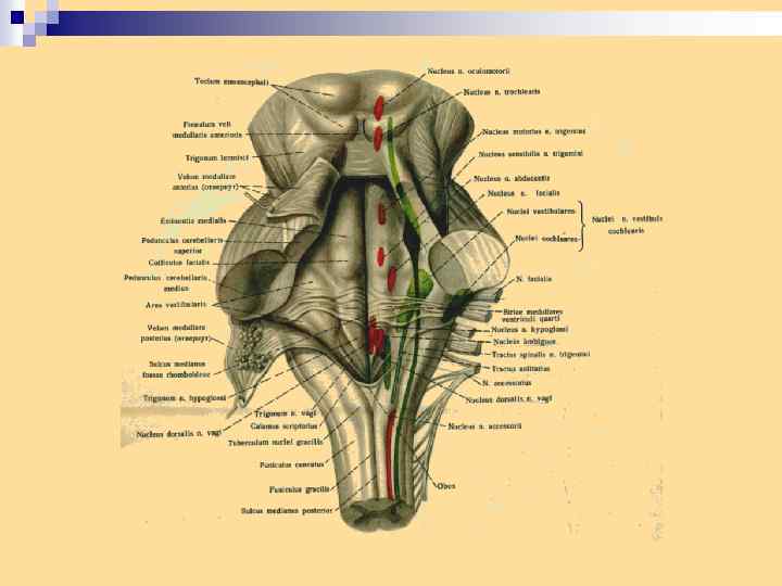 Правильная последовательность расположения отделов ствола головного мозга. Ствол мозга топография. Ствол мозга строение анатомия. Анатомия ствола головного мозга привес. Анатомия и топография ствола мозга.