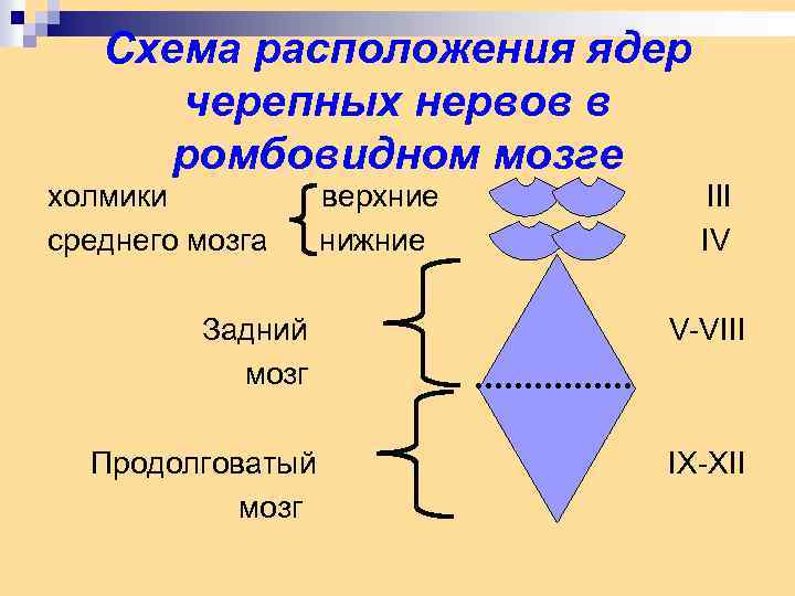 Схема расположения ядер черепных нервов в ромбовидном мозге холмики верхние III среднего мозга нижние