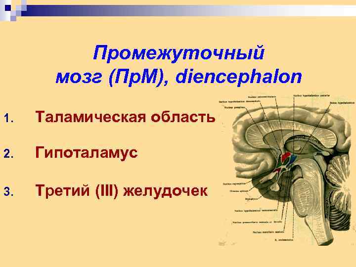 К промежуточному мозгу относят