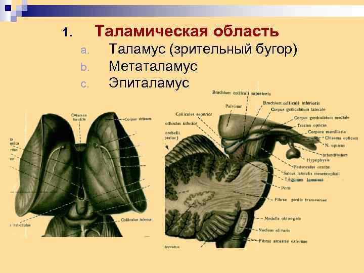 Таламическая область 1. a. b. c. Таламус (зрительный бугор) Метаталамус Эпиталамус 