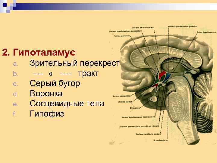 2. Гипоталамус a. b. c. d. e. f. Зрительный перекрест ---- « ---- тракт