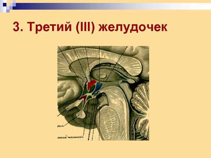 3. Третий (III) желудочек 