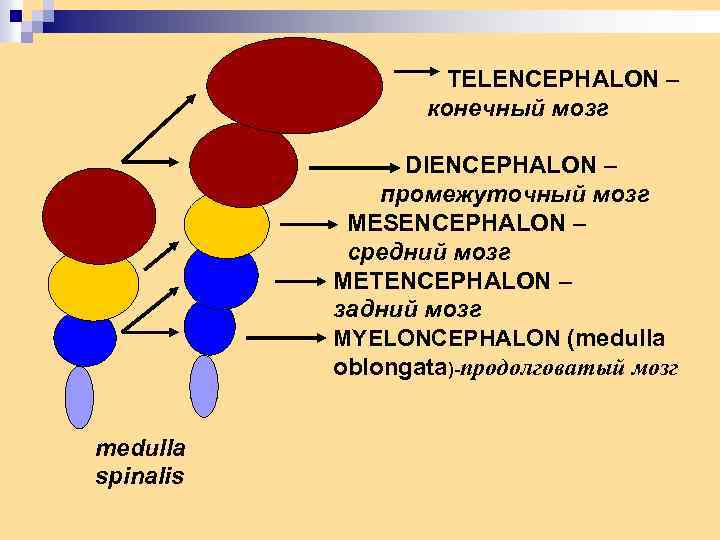 TELENCEPHALON – конечный мозг DIENCEPHALON – промежуточный мозг MESENCEPHALON – средний мозг METENCEPHALON –