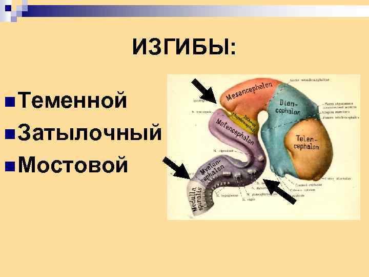 ИЗГИБЫ: n Теменной n Затылочный n Мостовой 