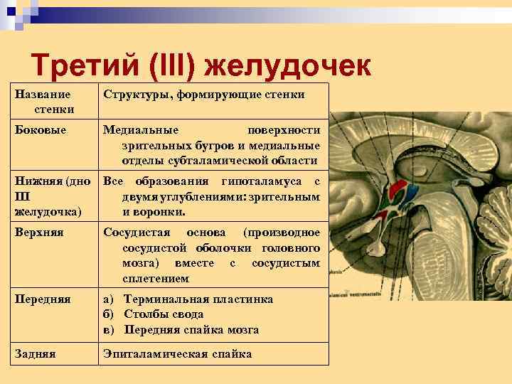 Полости мозга заполнены. 3 Желудочек головного мозга стенки. 3 Желудочек головного мозга строение. Топография 3 желудочка. Структуры 3 желудочка мозга.