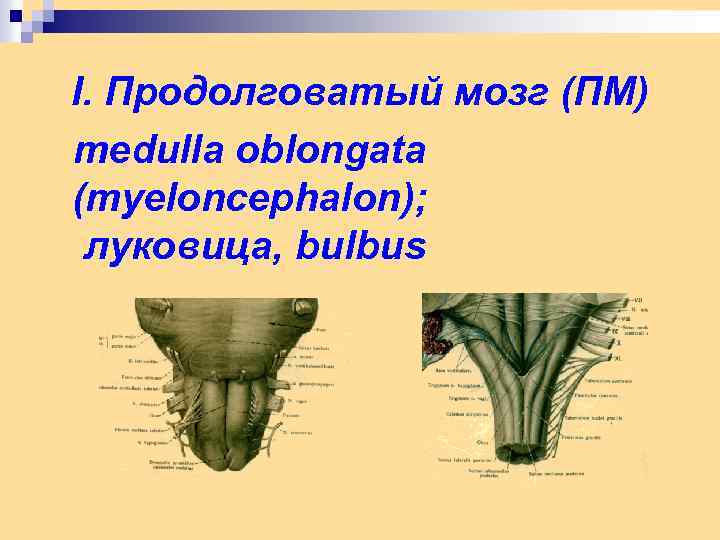 I. Продолговатый мозг (ПМ) medulla oblongata (myeloncephalon); луковица, bulbus 