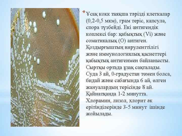 *Ұсақ кокк таяқша тәрізді клеткалар (0, 2 -0, 5 мкм), грам теріс, капсула, спора