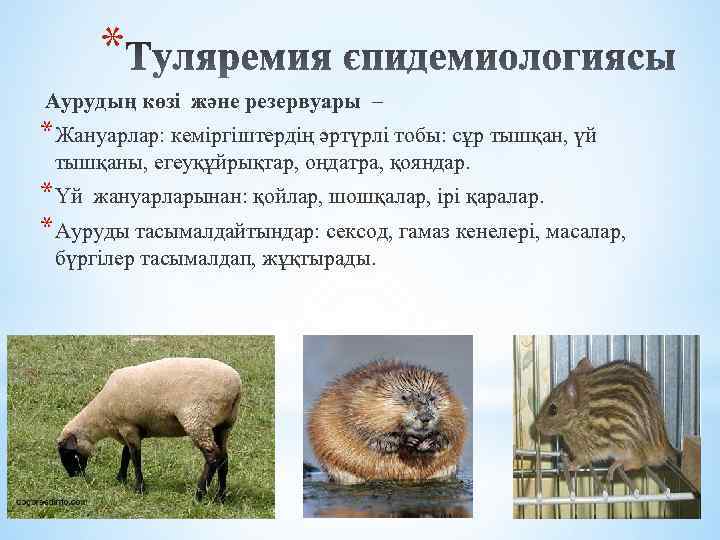 * Аурудың көзі және резервуары – *Жануарлар: кеміргіштердің әртүрлі тобы: сұр тышқан, үй тышқаны,