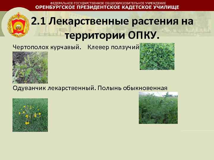 2. 1 Лекарственные растения на территории ОПКУ. Чертополох курчавый. Клевер ползучий Одуванчик лекарственный. Полынь
