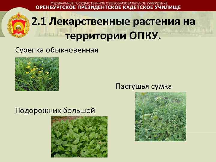 2. 1 Лекарственные растения на территории ОПКУ. Сурепка обыкновенная Пастушья сумка Подорожник большой 