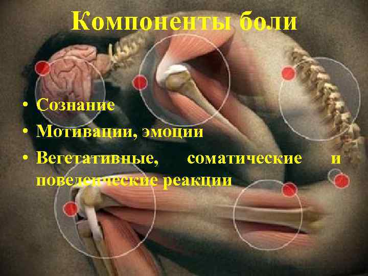 Компоненты боли • Сознание • Мотивации, эмоции • Вегетативные, соматические поведенческие реакции и 