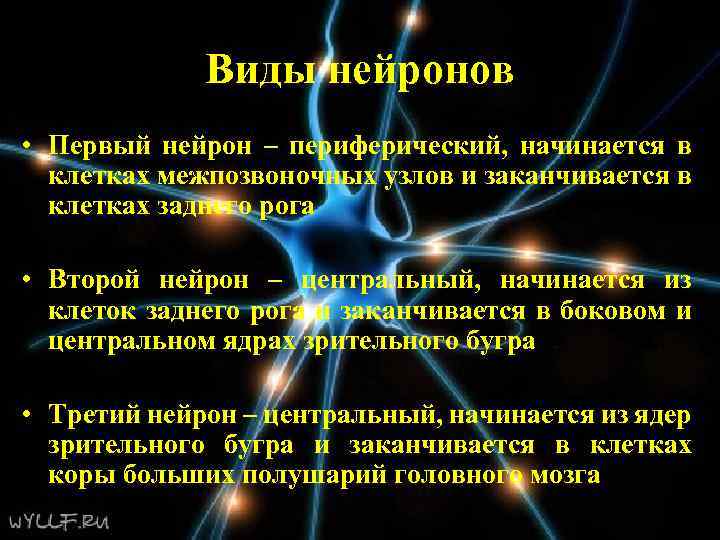 Виды нейронов • Первый нейрон – периферический, начинается в клетках межпозвоночных узлов и заканчивается