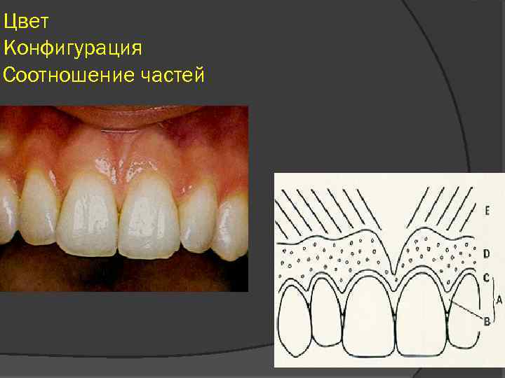 Цвет Конфигурация Соотношение частей 