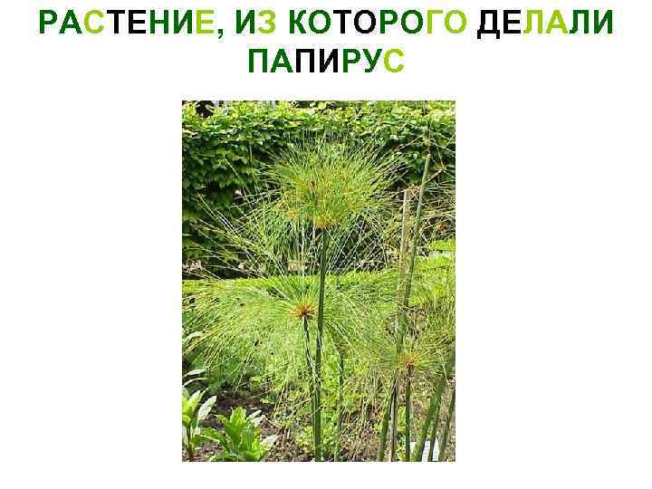 РАСТЕНИЕ, ИЗ КОТОРОГО ДЕЛАЛИ ПАПИРУС 