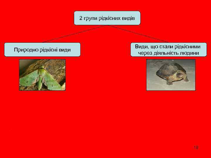 2 групи рідкісних видів Природно рідкісні види Види, що стали рідкісними через діяльність людини