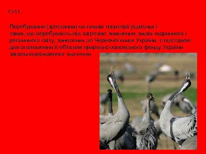 Ст11. Перебування (зростання) на певній території рідкісних і таких, що перебувають під загрозою зникнення,