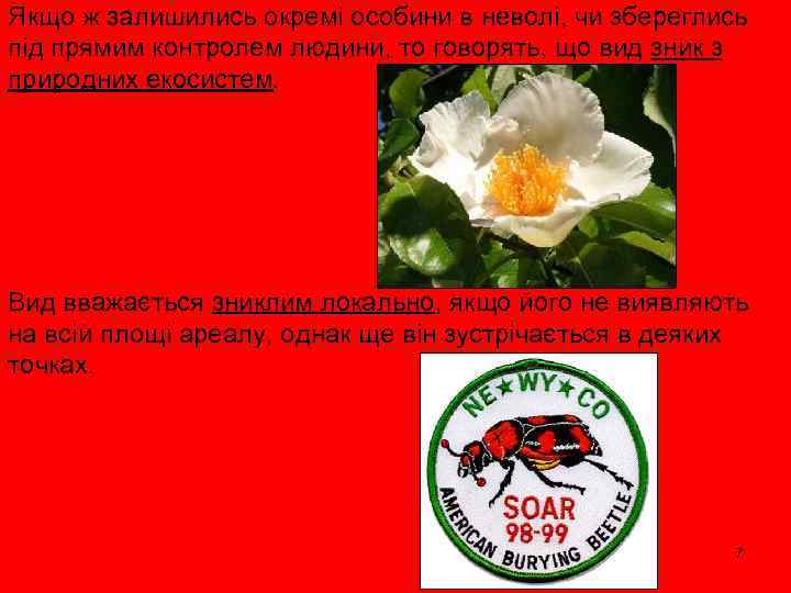 Якщо ж залишились окремі особини в неволі, чи збереглись під прямим контролем людини, то