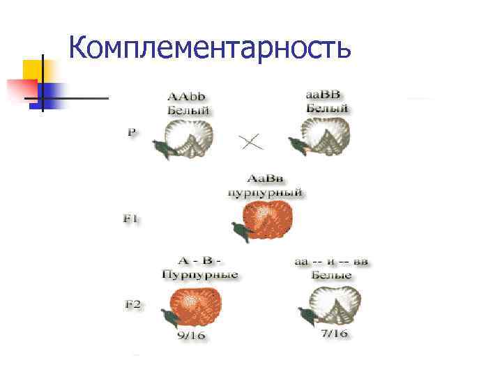 Комплементарность 