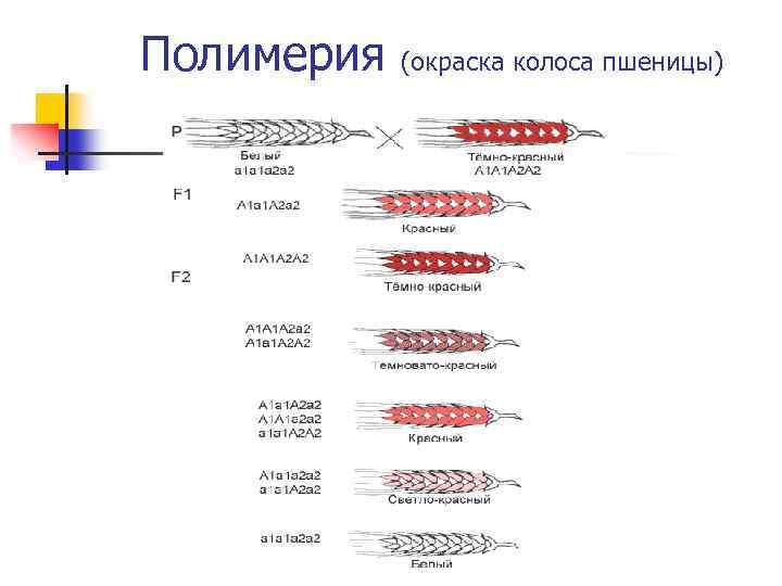 Полимерия (окраска колоса пшеницы) 