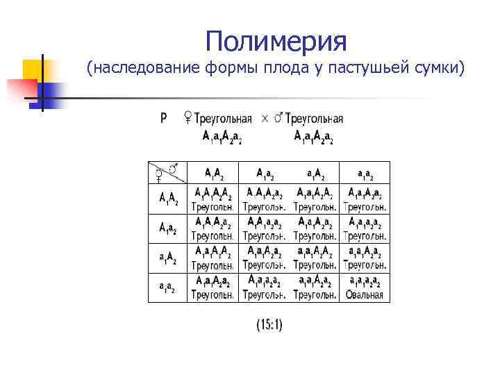 Полимерия (наследование формы плода у пастушьей сумки) 