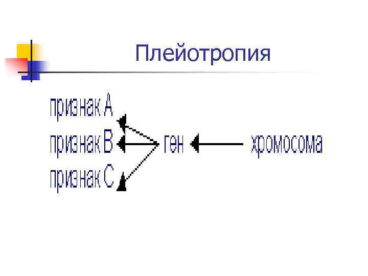 Плейотропия 