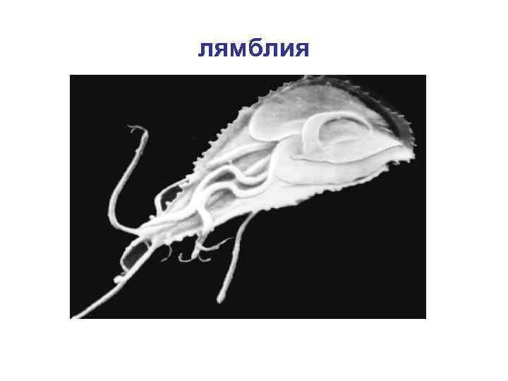 лямблия 