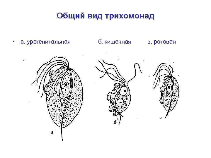 Общий вид трихомонад • а. урогенитальная б. кишечная в. ротовая 