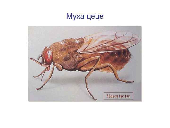 Муха цеце 