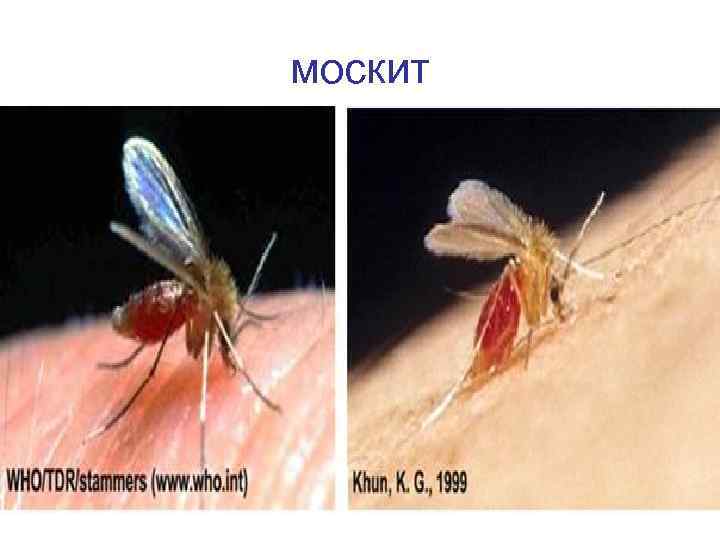 москит 