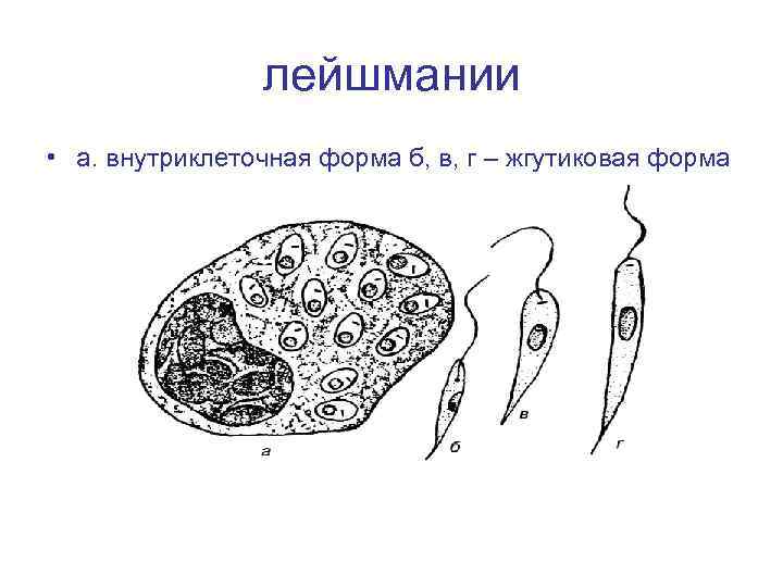 лейшмании • а. внутриклеточная форма б, в, г – жгутиковая форма 