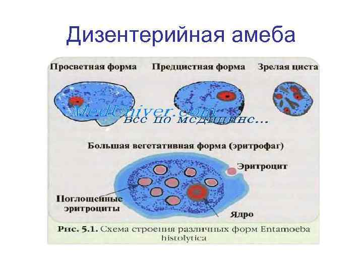 Дизентерийная амеба 